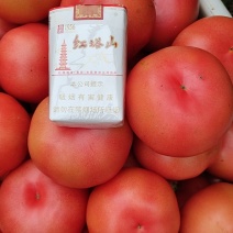 河北西红柿饶阳西红柿弧三以上冷棚精品产地直供