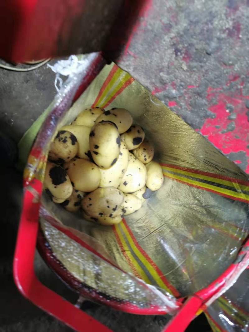 内蒙古黄金署黄心土豆，产地现货，质量保证，货源充足，全国发货
