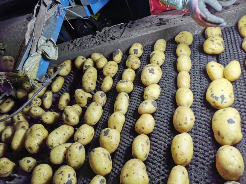 内蒙古黄金署黄心土豆，产地现货，质量保证，货源充足，全国发货