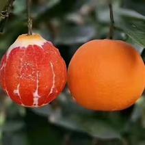 红心橙，血橙，纽荷尔，伦晚脐橙自家果园无中间商。