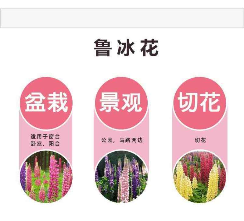 鲁冰花种子羽扇豆种子庭绿化花卉种子新种子发芽率高