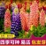 鲁冰花种子羽扇豆种子庭绿化花卉种子新种子发芽率高