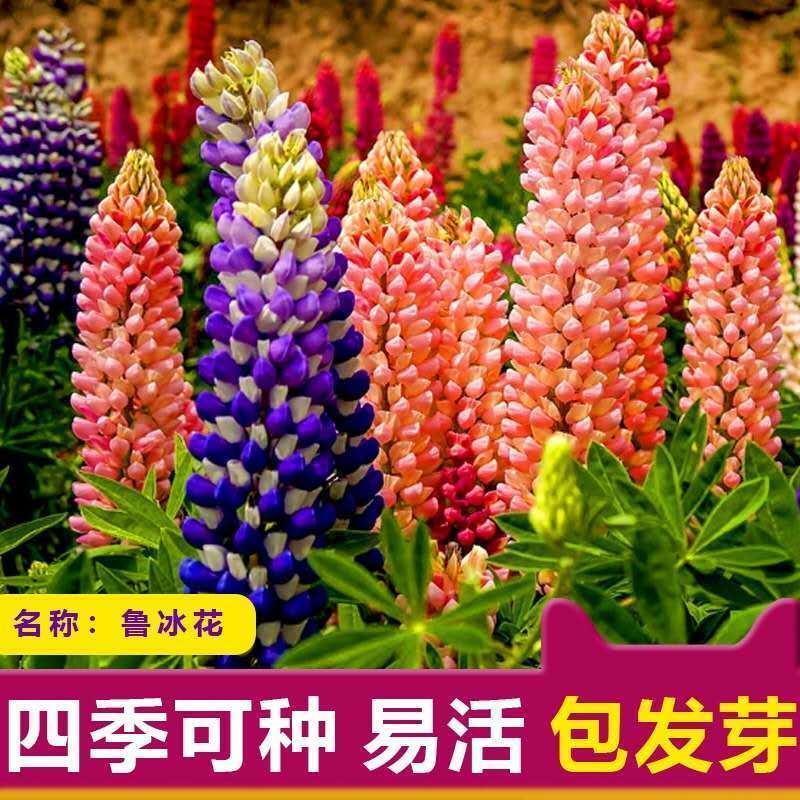 鲁冰花种子羽扇豆种子庭绿化花卉种子新种子发芽率高
