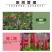 鲁冰花种子羽扇豆种子庭绿化花卉种子新种子发芽率高