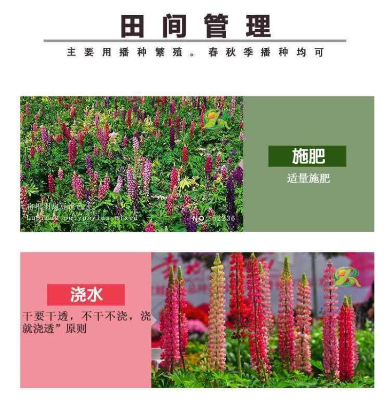 鲁冰花种子羽扇豆种子庭绿化花卉种子新种子发芽率高
