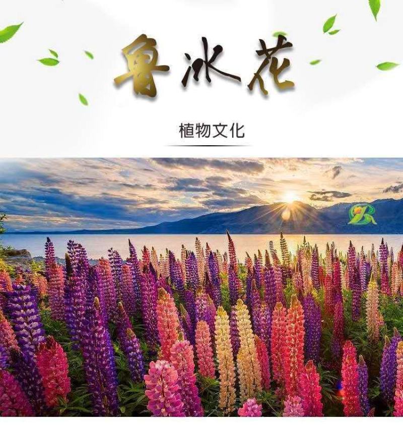 鲁冰花种子羽扇豆种子庭绿化花卉种子新种子发芽率高