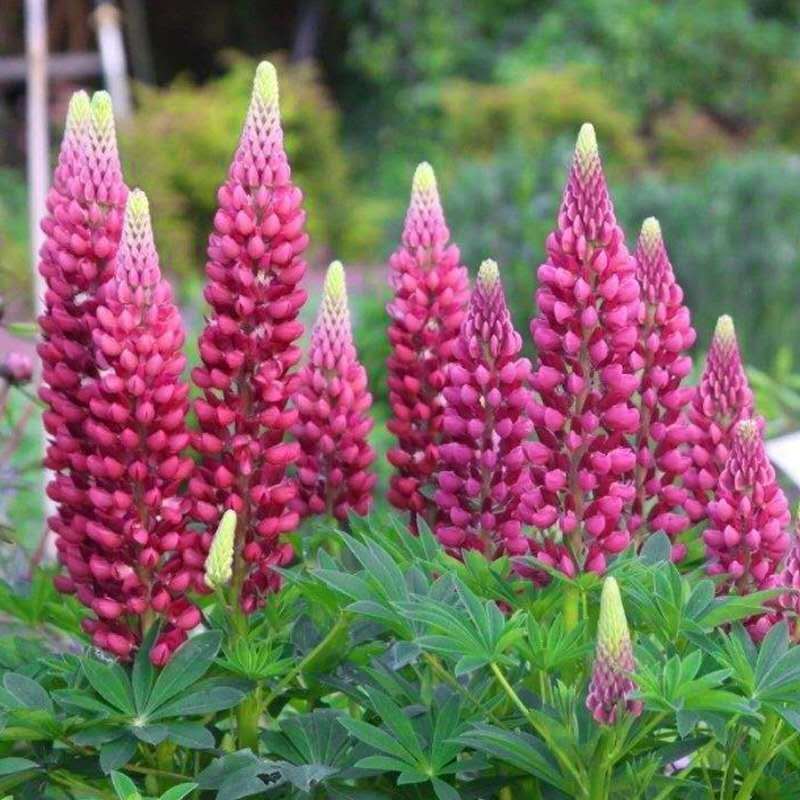 鲁冰花种子羽扇豆种子庭绿化花卉种子新种子发芽率高