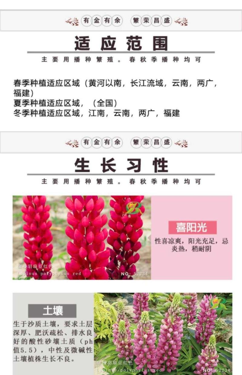 鲁冰花种子羽扇豆种子庭绿化花卉种子新种子发芽率高