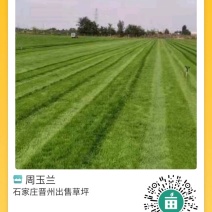 大量出售300亩草坪草
