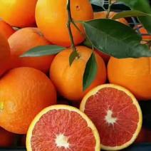 秭归红橙，血橙，中华红产地大量供货，果园，现订现摘。