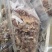 五香剔骨肉，质量稳定，长期有货，欢迎各位老板来电洽谈