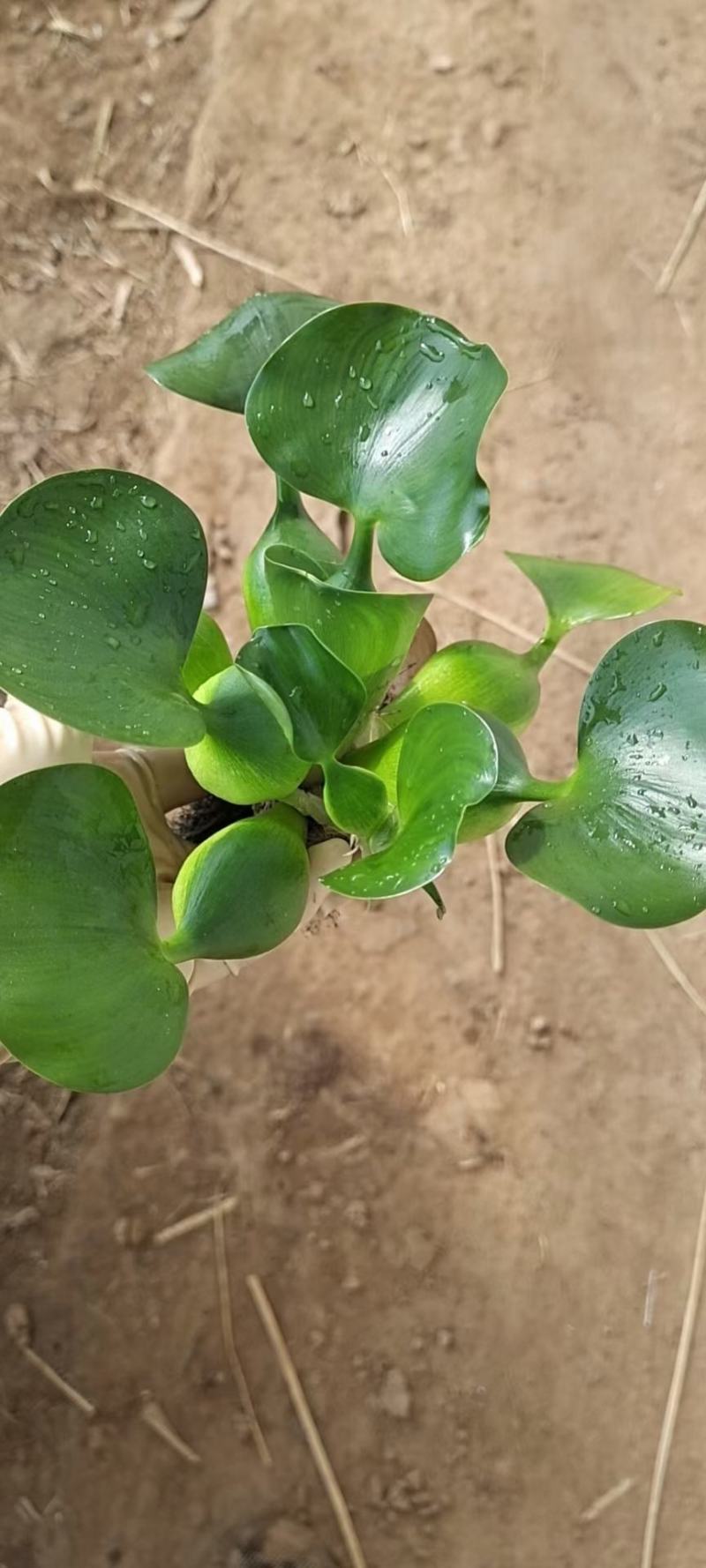水葫芦