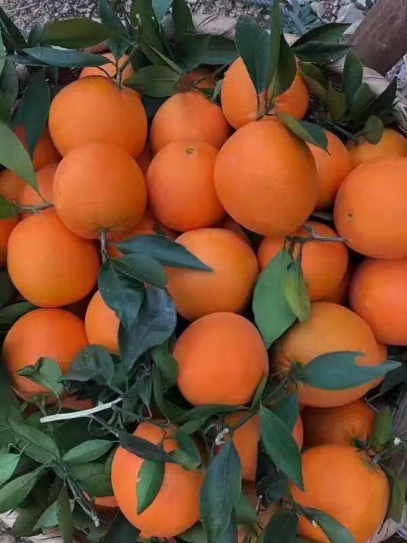 伦晚脐橙，中华红血橙挂树鲜果，自家果园无中间商。