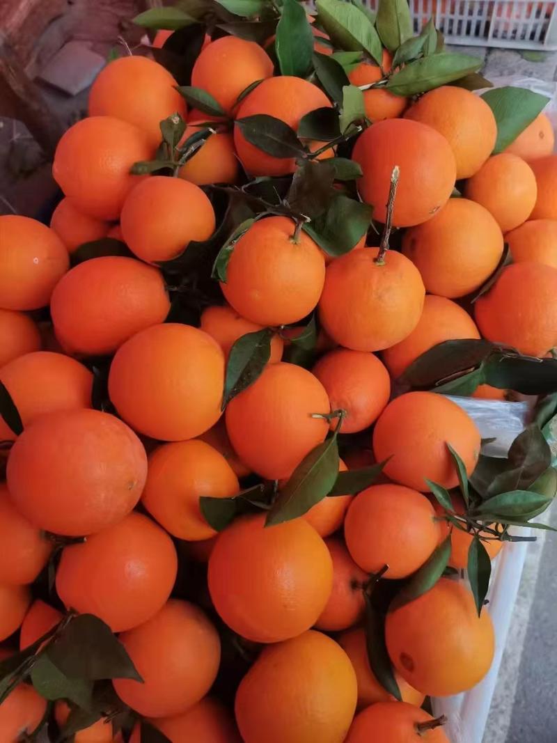 伦晚脐橙，中华红血橙挂树鲜果，自家果园无中间商。