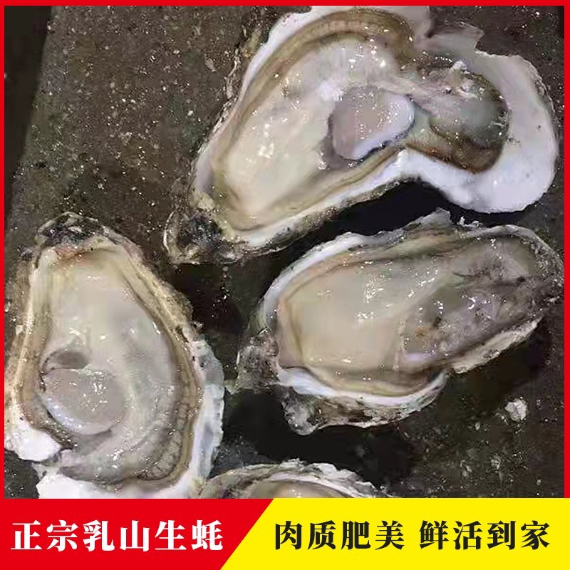 【推荐】三倍体生蚝乳山净化蚝高压锅烧烤生蚝全国发货