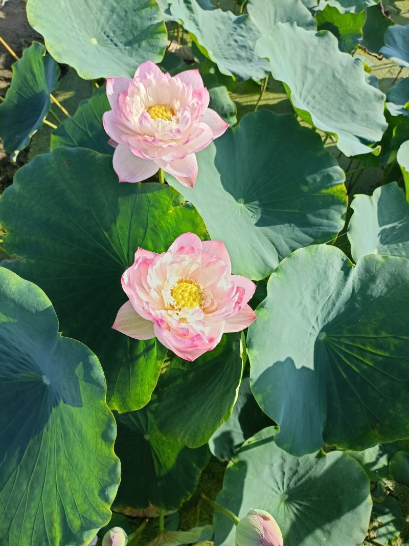 精品荷花苗60cm以上，耐寒，成活率高，品种齐全，全国发货