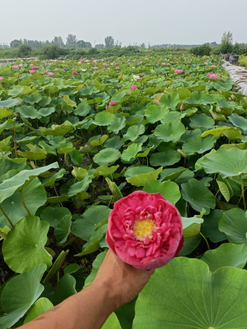 精品荷花苗60cm以上，耐寒，成活率高，品种齐全，全国发货