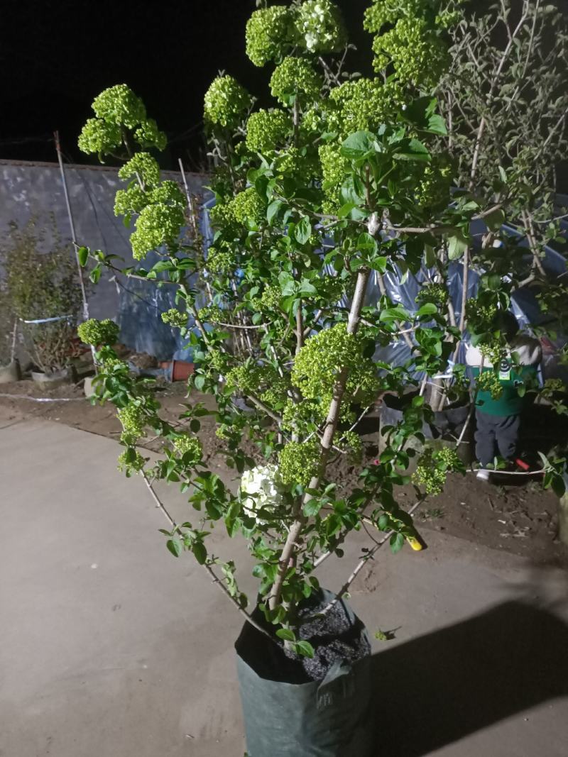 木本绣球斗球花树白色大花中华木绣球耐寒。