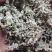 密蒙花干货干净无杂质常年经营各种中药材