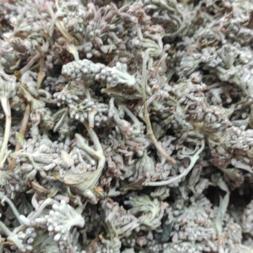 密蒙花干货干净无杂质常年经营各种中药材