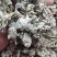 密蒙花干货干净无杂质常年经营各种中药材