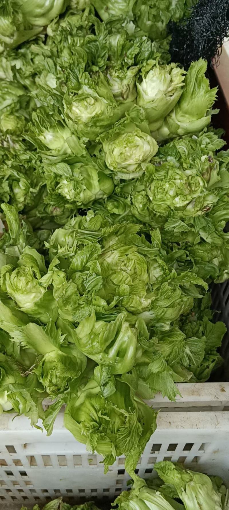 精品儿菜