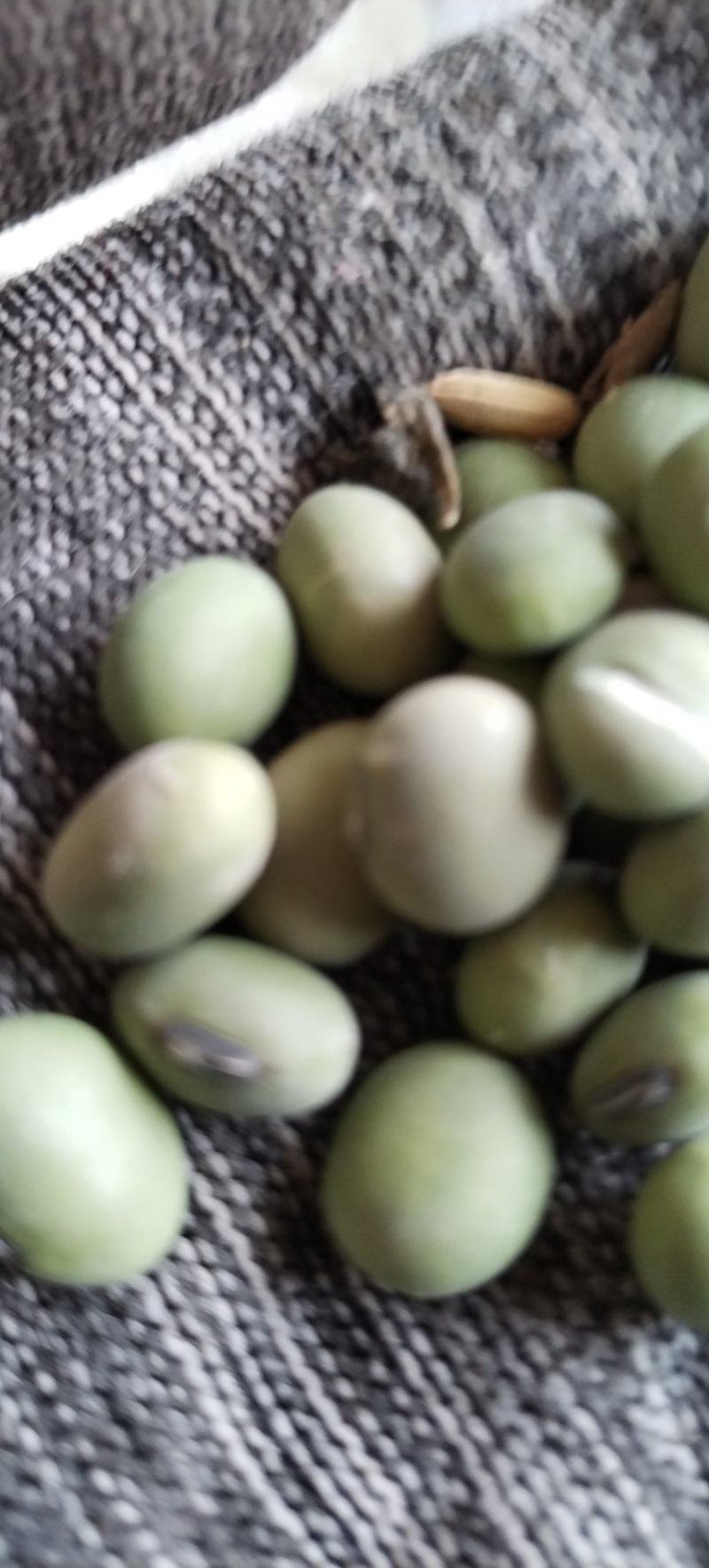 绿大豆优质双青豆里外青青豆类烧鱼最加搭档