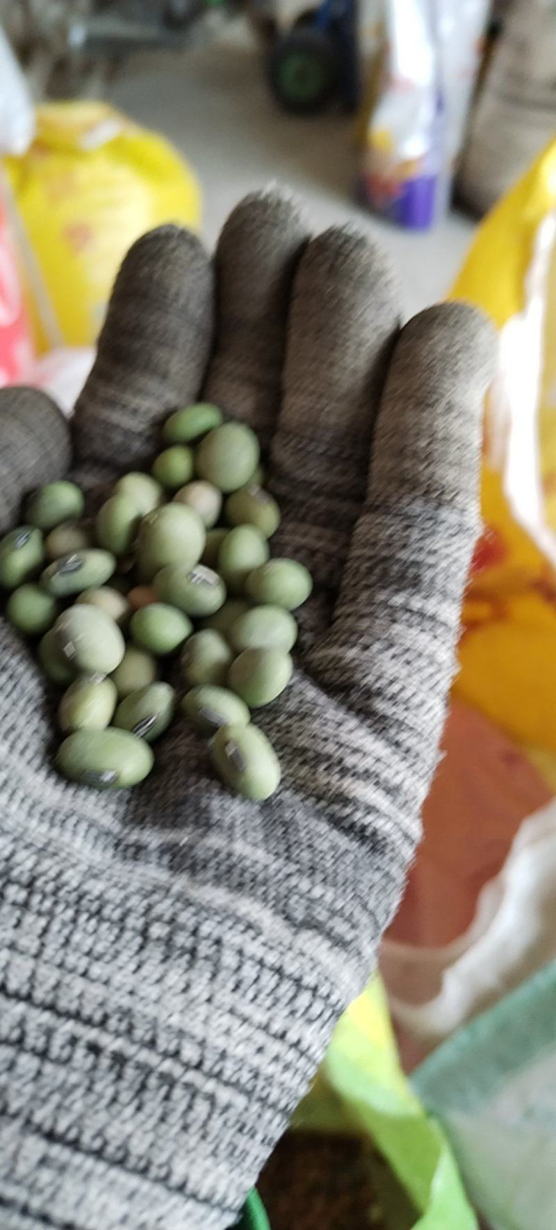 绿大豆优质双青豆里外青青豆类烧鱼最加搭档