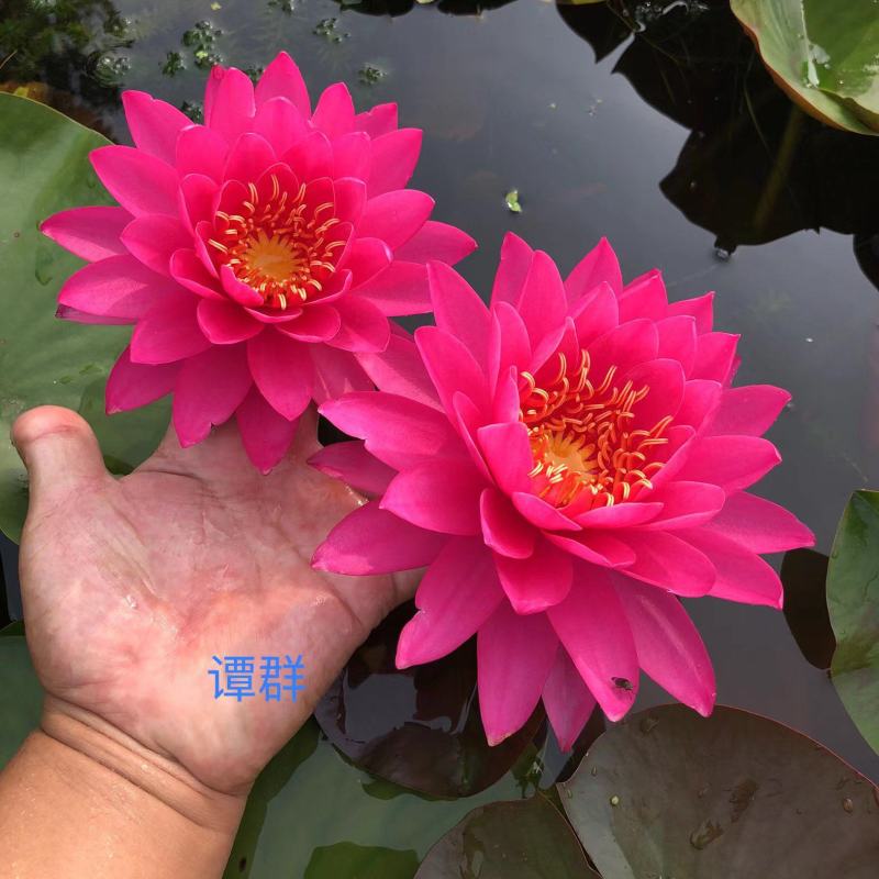 精品睡莲种苗，基地直发，质量保证，货源充足