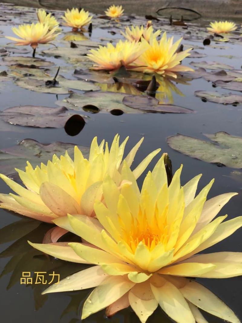 精品睡莲种苗，基地直发，质量保证，货源充足