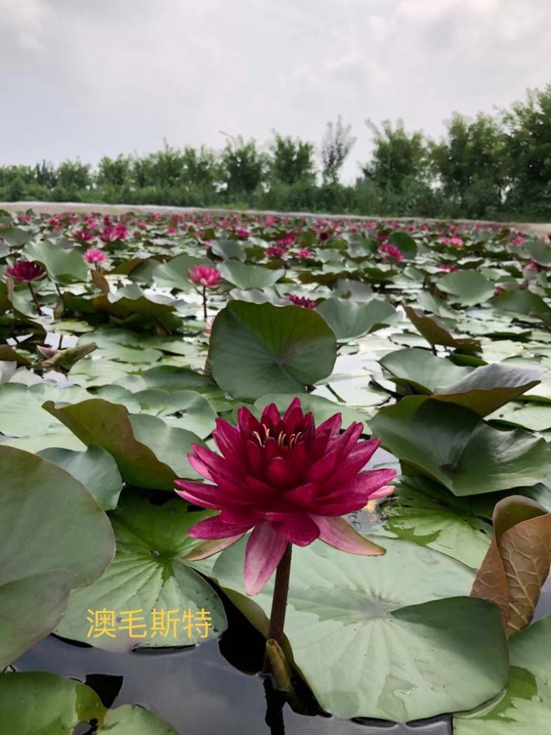 精品睡莲种苗，基地直发，质量保证，货源充足