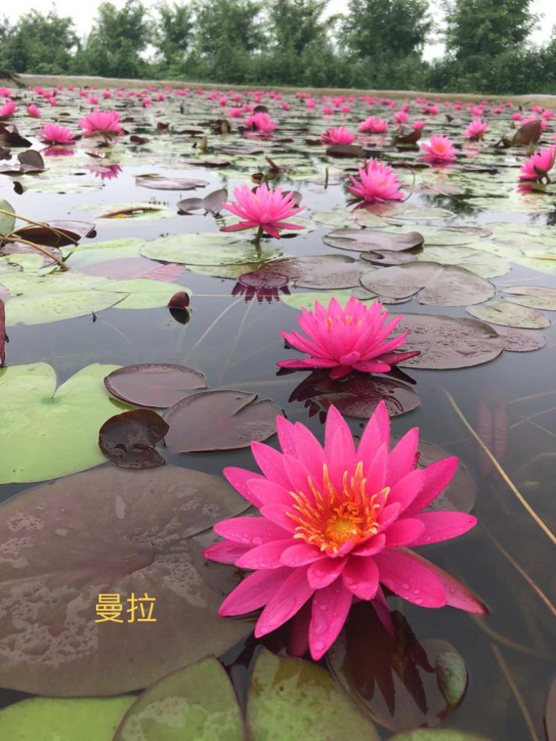 精品睡莲种苗，基地直发，质量保证，货源充足