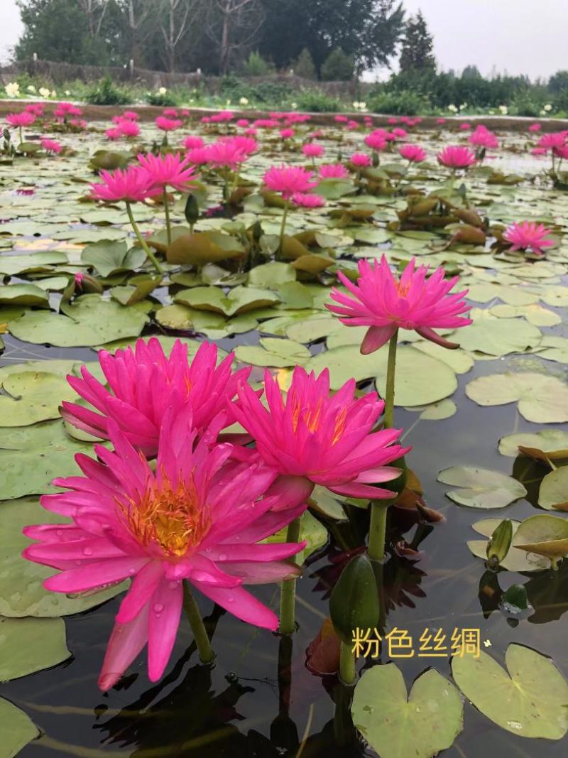 精品睡莲种苗，基地直发，质量保证，货源充足