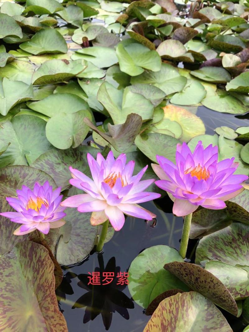 精品睡莲种苗，基地直发，质量保证，货源充足
