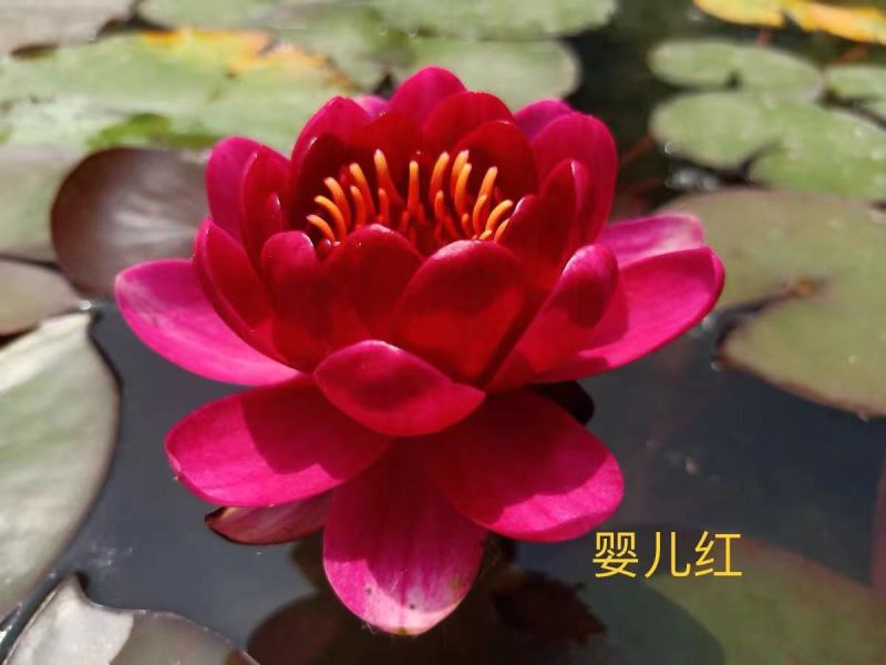 精品睡莲种苗，基地直发，质量保证，货源充足