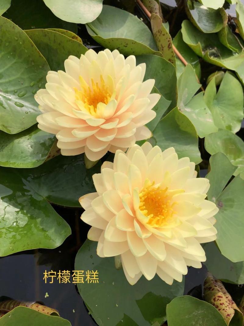 精品睡莲种苗，基地直发，质量保证，货源充足