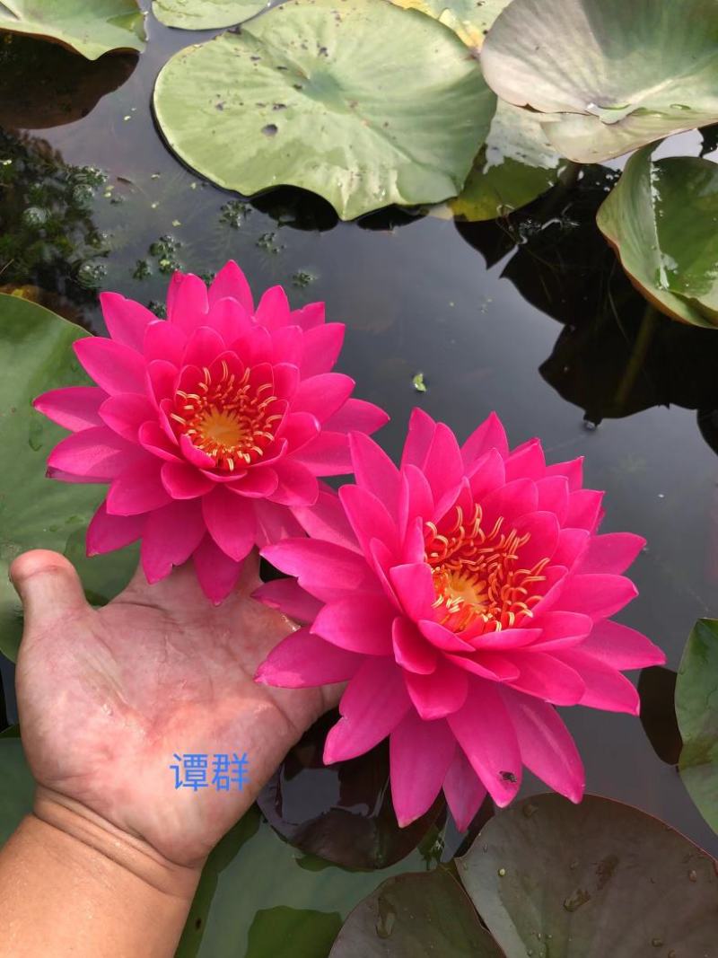 精品睡莲种苗，基地直发，质量保证，货源充足