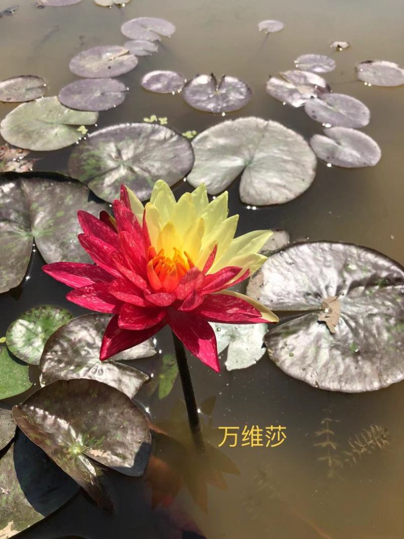 精品睡莲种苗，基地直发，质量保证，货源充足