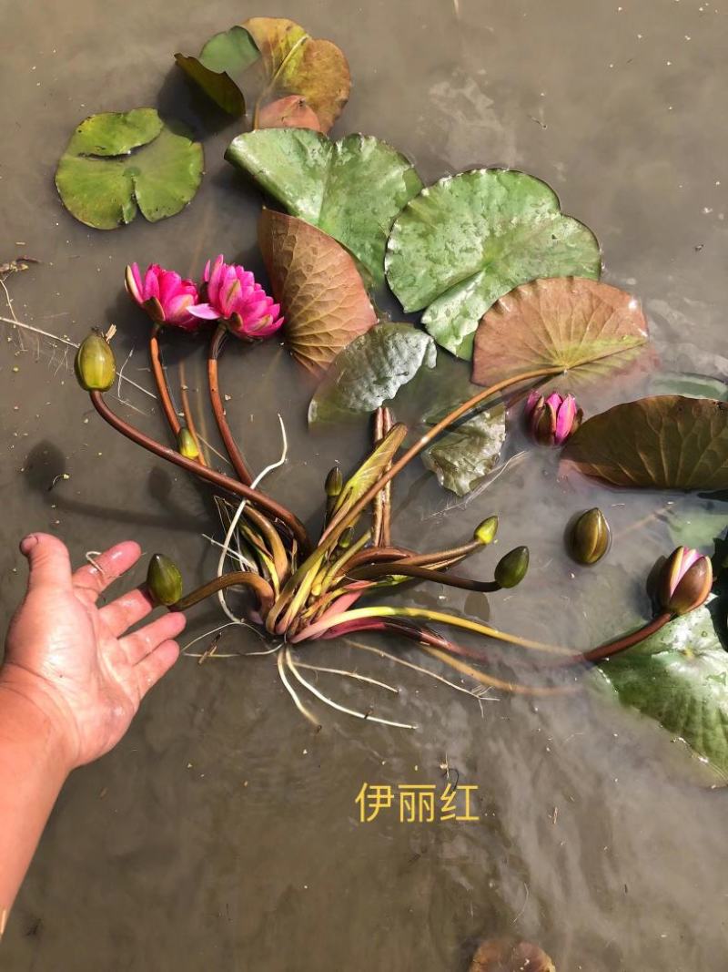 精品睡莲种苗，基地直发，质量保证，货源充足