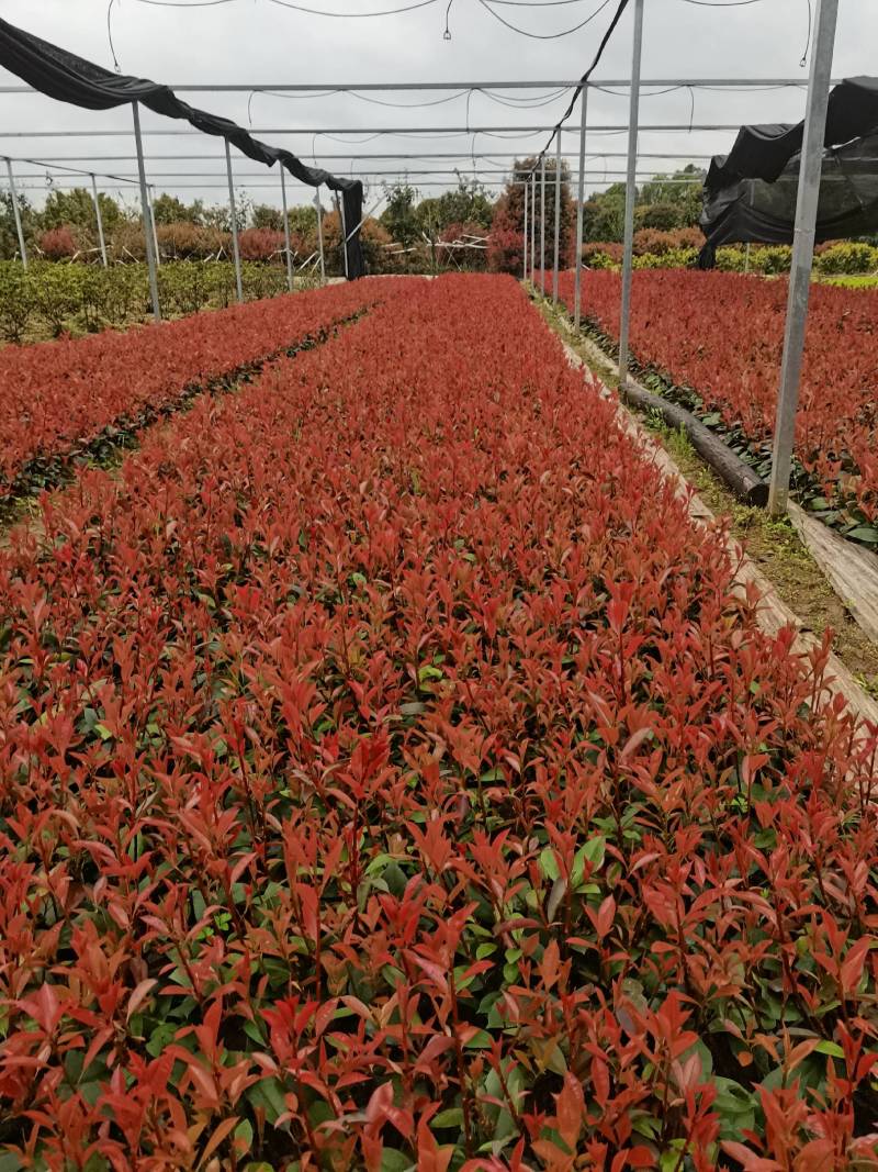 绿化苗木种苗基地供应红叶石楠扦插芽苗套杯用红叶石楠扦插苗