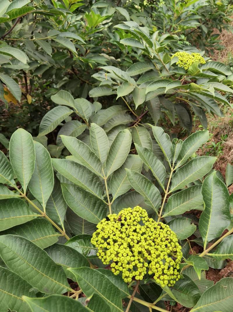 基地直供吴茱萸中药材苗中花吴茱萸艾子吴萸量大从优
