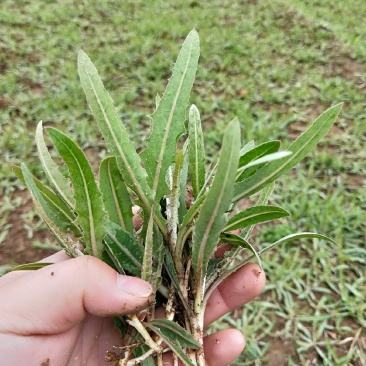 紫花苦菜(乳苣)三高福音