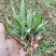 中草药紫花苦菜(乳苣)