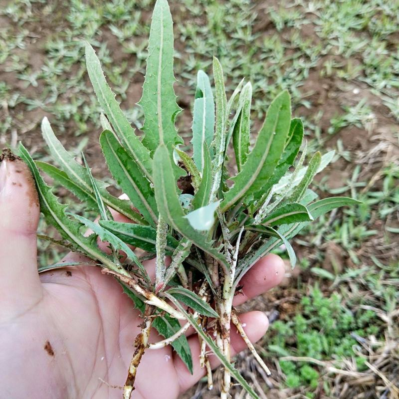中草药紫花苦菜(乳苣)