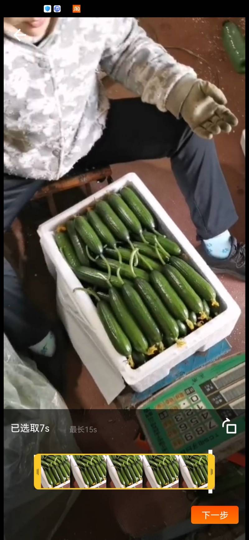 山东寿光小黄瓜大量上市，发财啦
