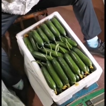 山东寿光小黄瓜大量上市，发财啦
