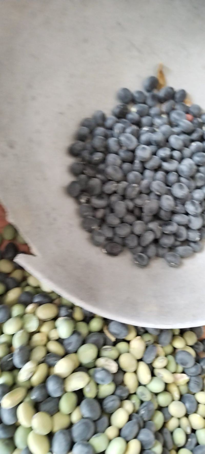黑豆安徽本地黑豆外黑里青黑豆大黑豆