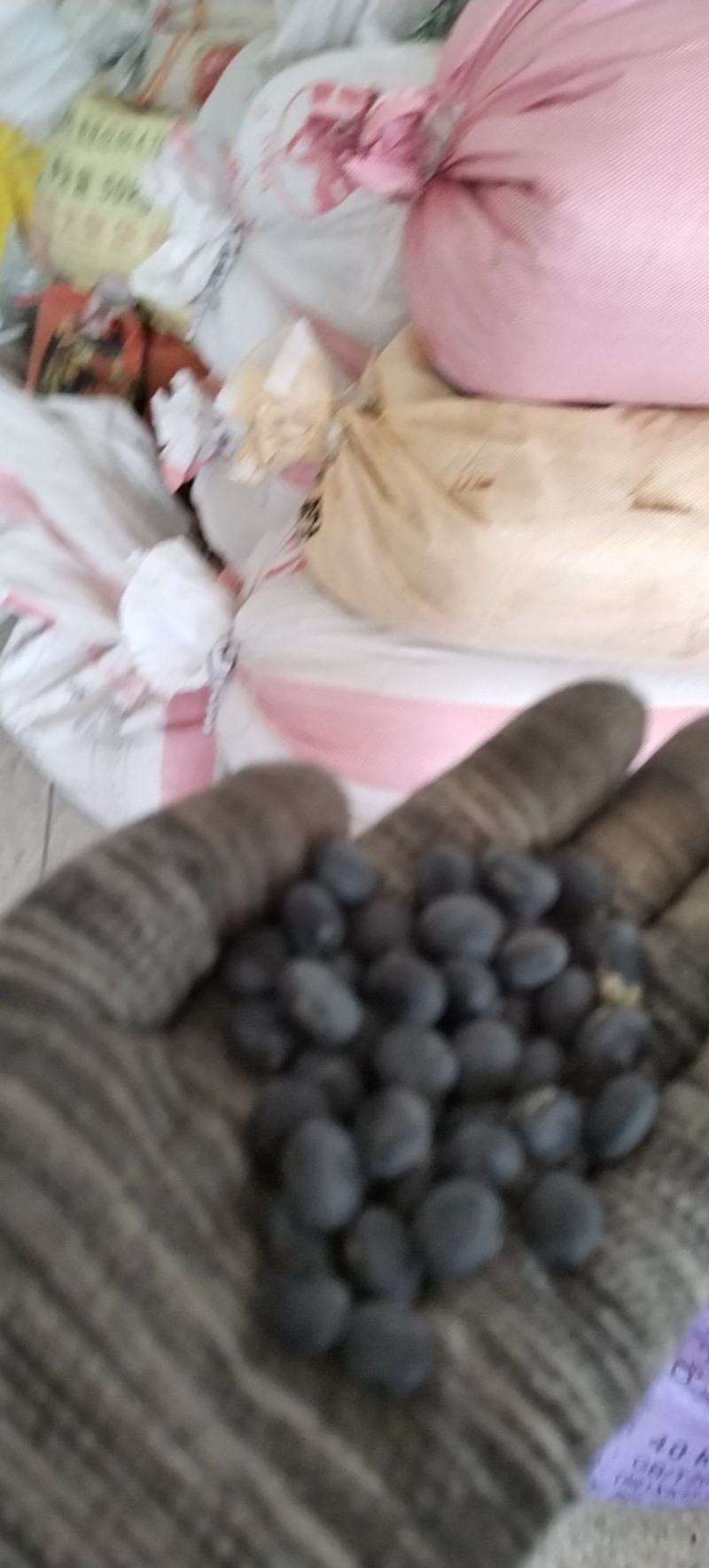 黑豆安徽本地黑豆外黑里青黑豆大黑豆