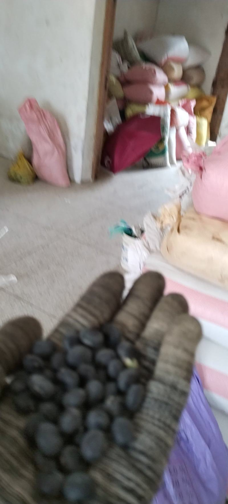 黑豆安徽本地黑豆外黑里青黑豆大黑豆