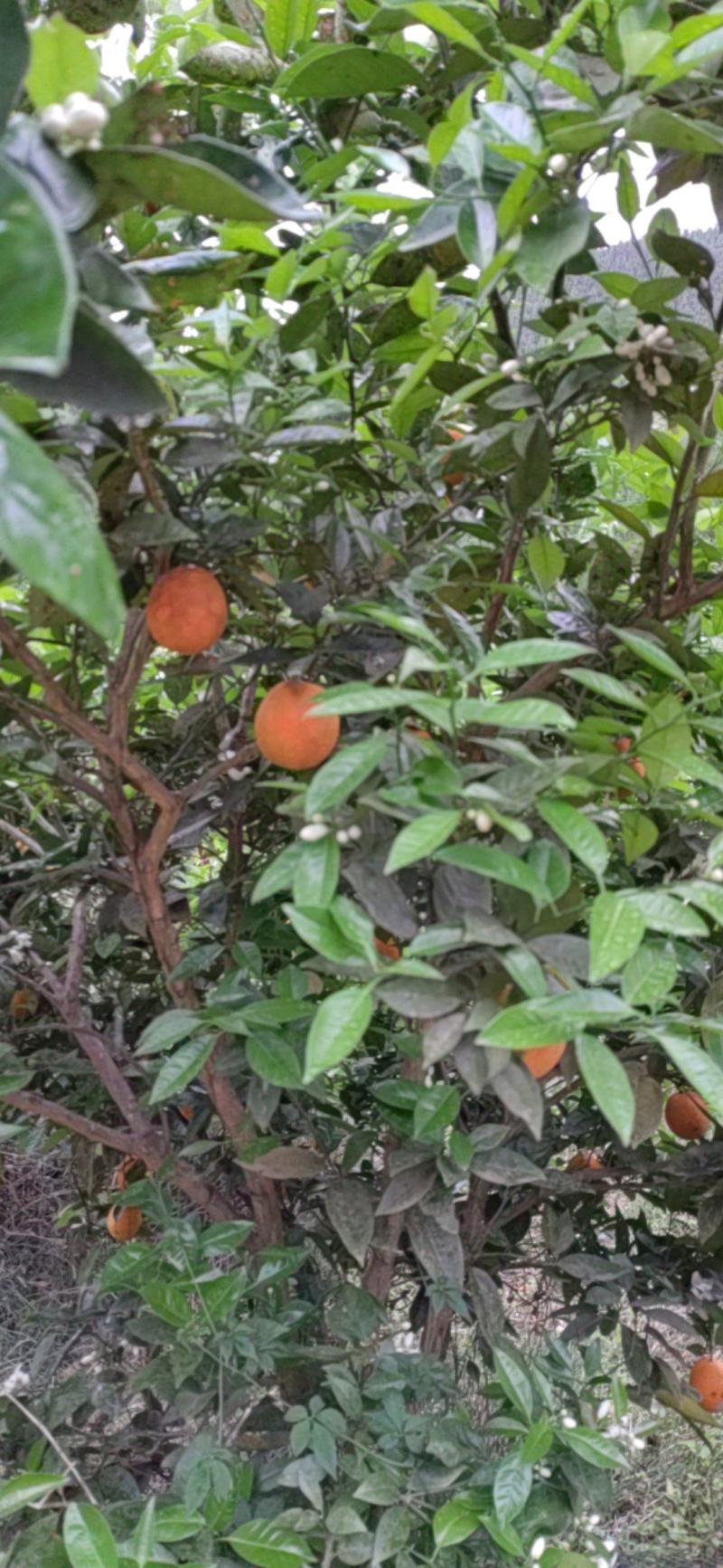 夏橙上市
